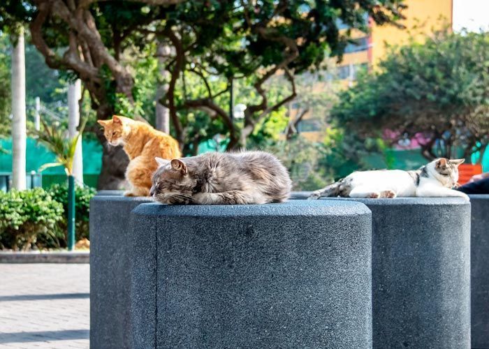 Parque Kennedy en Miraflores, Parque de los Gatos