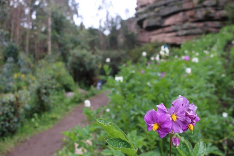 ruta y camino en los farallones de Tecsecocha en Ccorca, Cusco